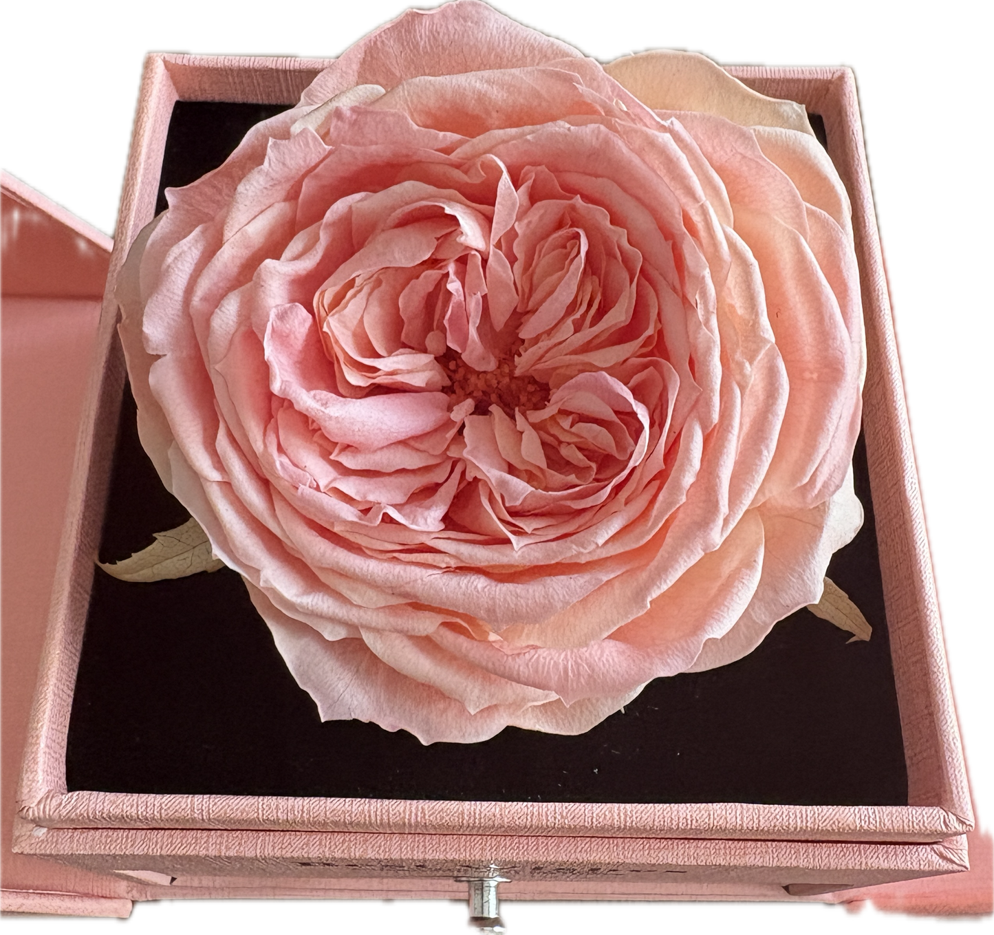Preserved Flower Jewellery box— Pink Garden Rose (Size XL)