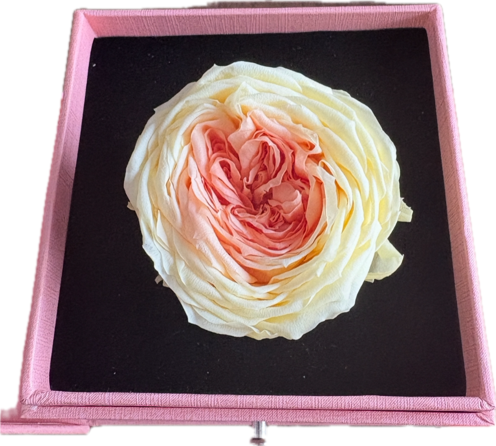 Preserved Loving Flower Box— Morning Yellow & Orange Garden Rose (Size M)