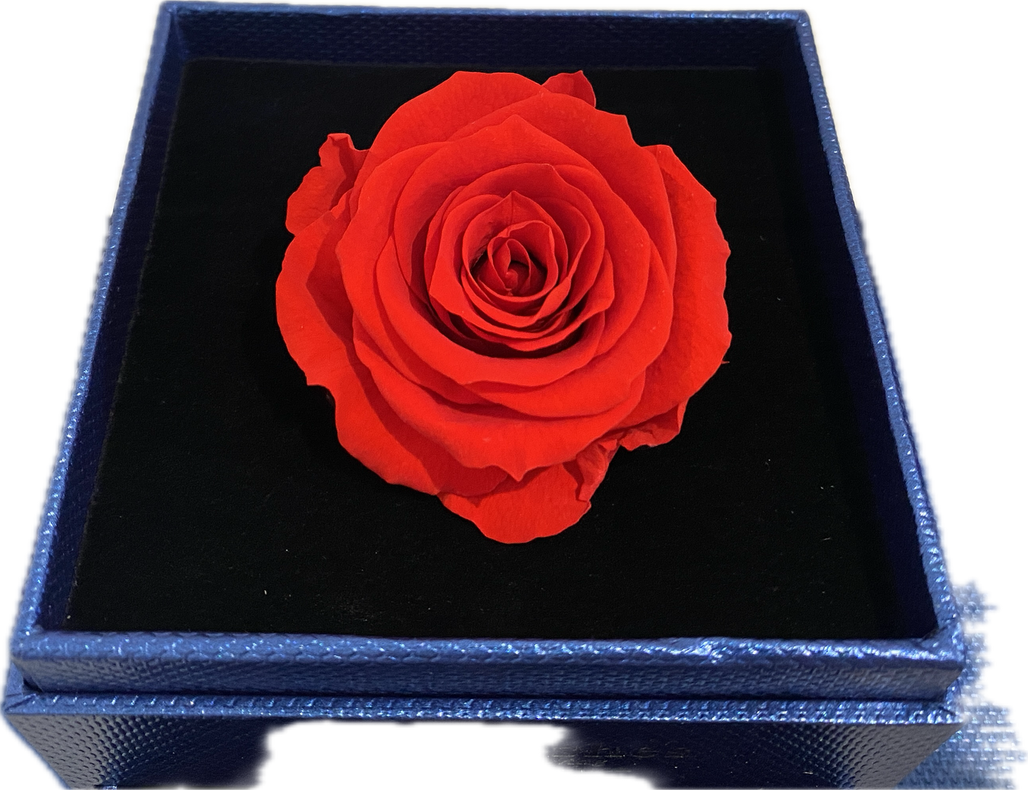 Preserved Loving Flower Box(Navy)-Red Rose (Size M)